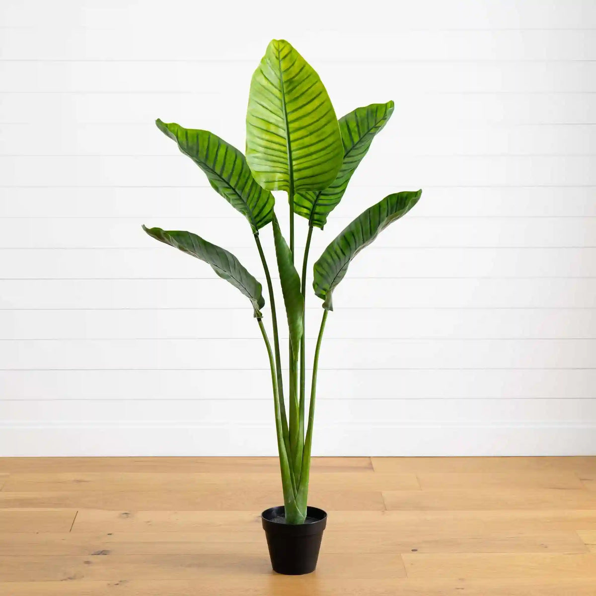 64” Traveler's Palm Tree UV Resistant (Indoor/Outdoor)