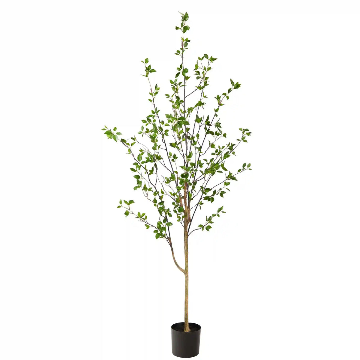 6.5' Minimalist Citrus Tree