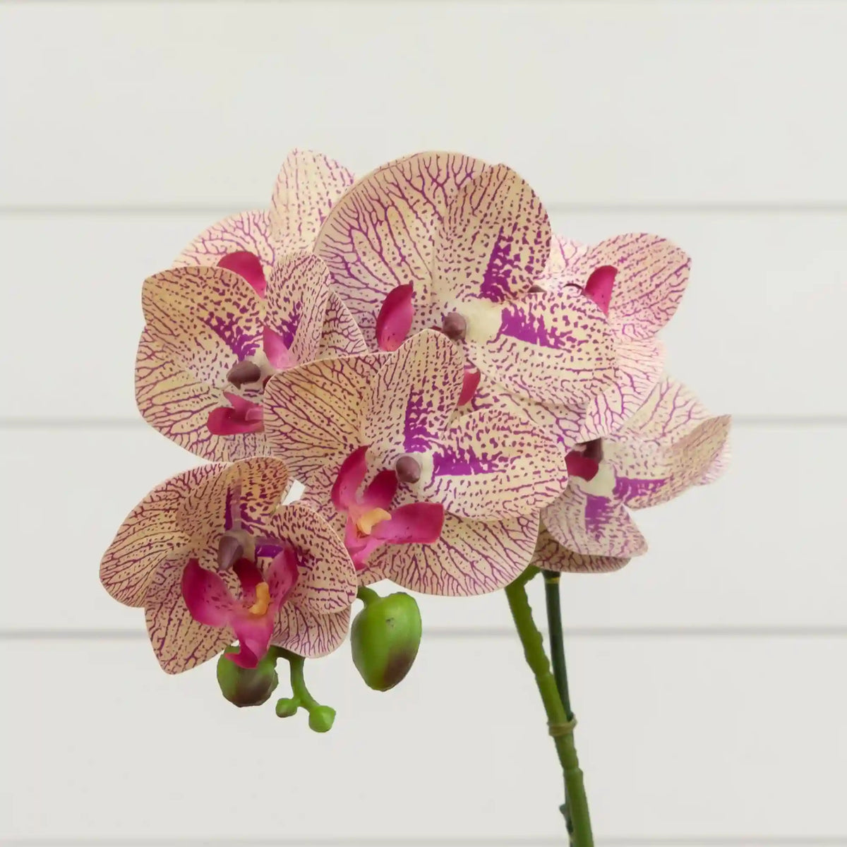 20” Orchid Phalaenopsis in vase