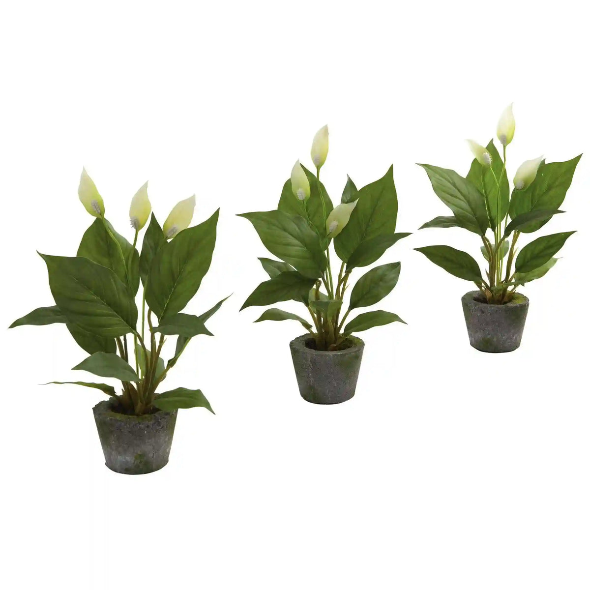 11” Spathyfillum w/Cement Planter (Set of 3)