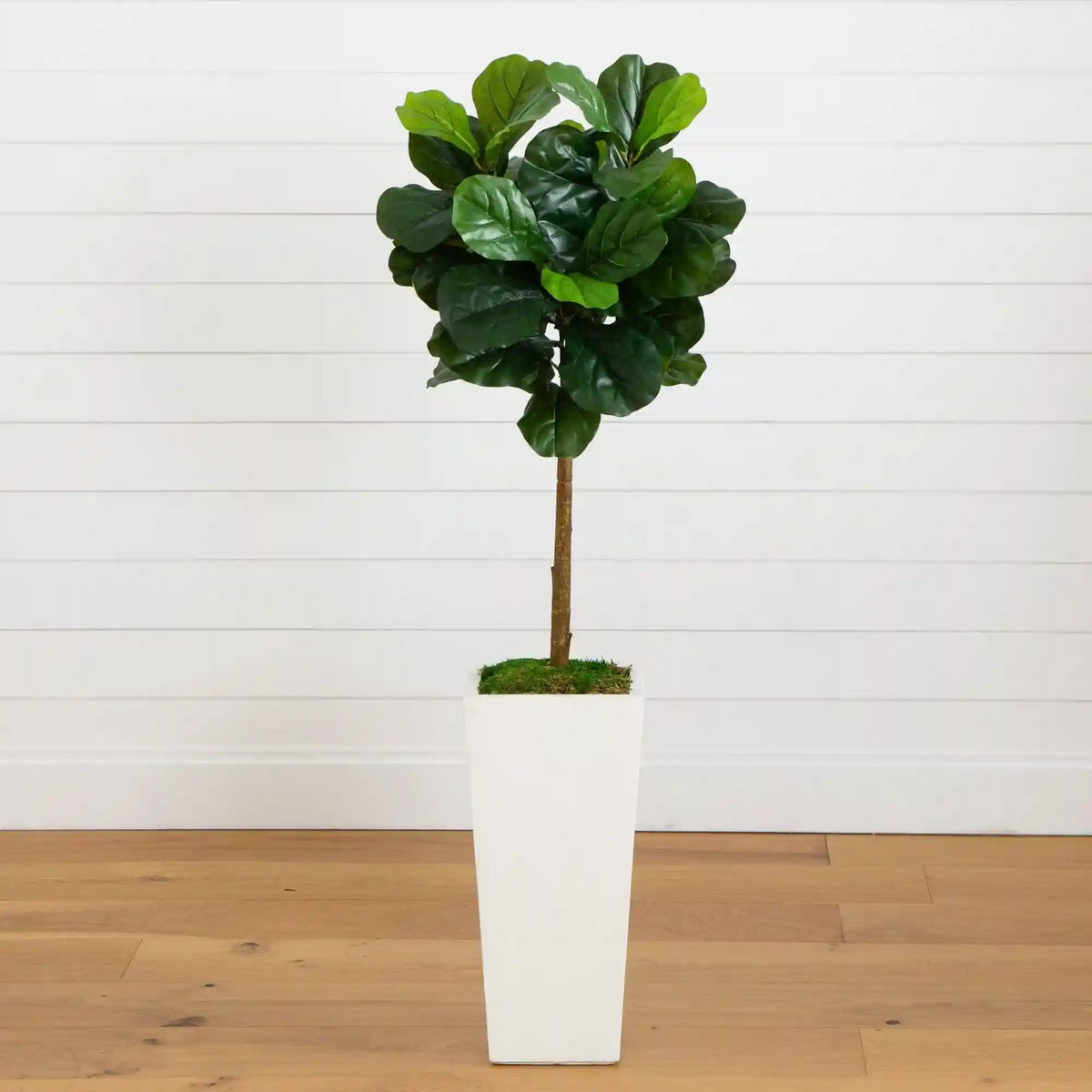4.5’ Fiddle Leaf Fig Tree in White Planter (Real Touch)