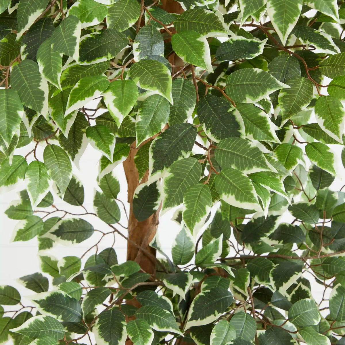 6’ Variegated Ficus Tree