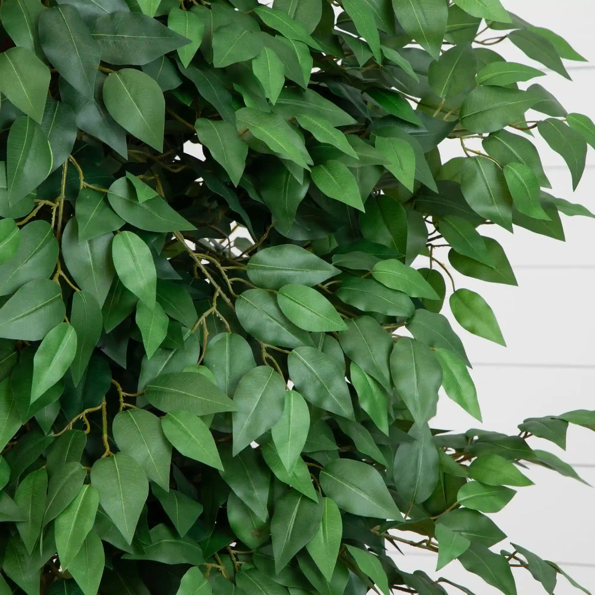 6.5’ Deluxe Ficus Tree