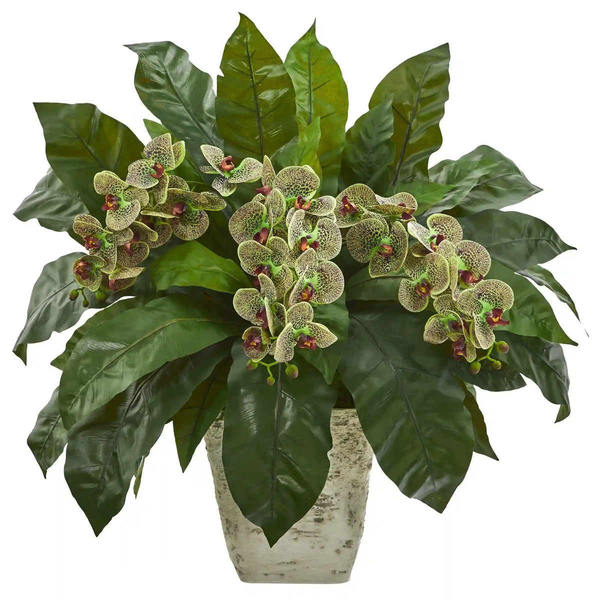26” Phalaenopsis Orchid and Fern Plant in White Planter