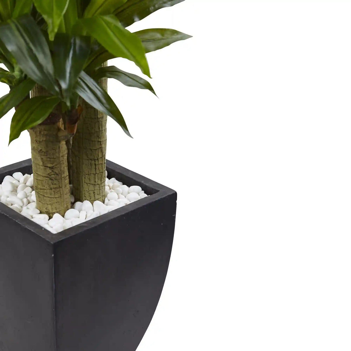 5.5’ Corn Stalk Dracaena with Black Wash Planter