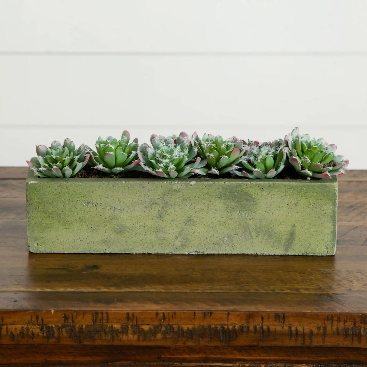 5.5” Succulent Garden with Textured Concrete Planter